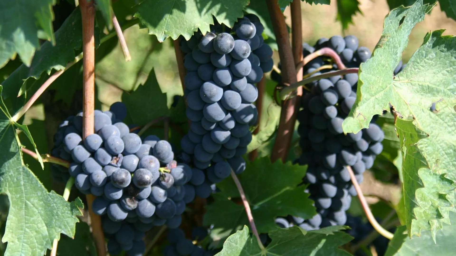 Agriturismo Podere la Cava Mercatale Val Di Pesa Casa di campagna